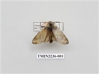 藏品(韋氏迴舟蛾)的圖片